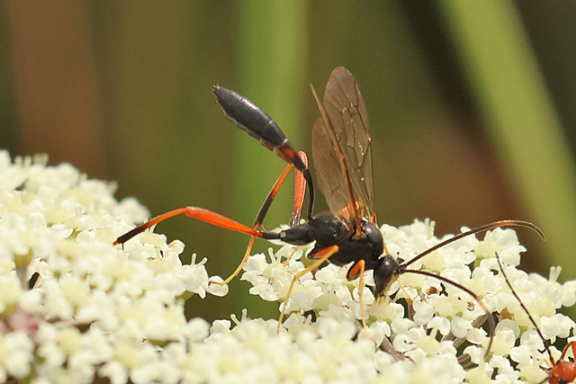 Acroricnus stylator
